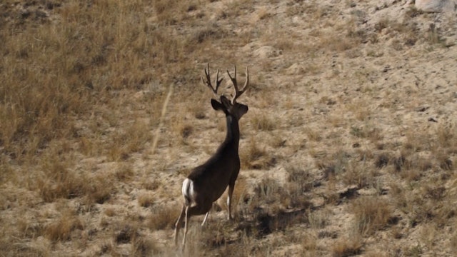 Backcountry Moose