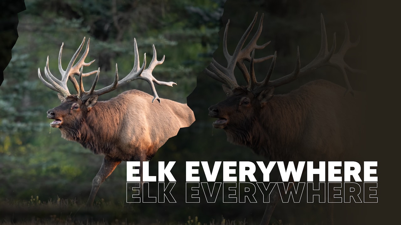 All Elk