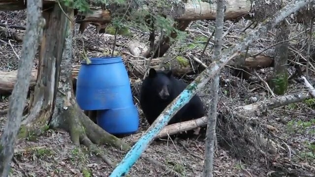 Spring Bear Hunt