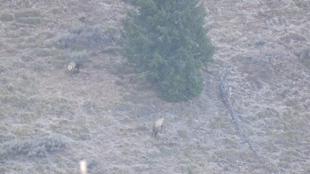 Elk Hunt Gone Wolf Wild