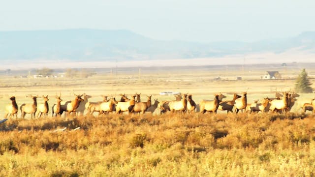 Elk Country Chaos