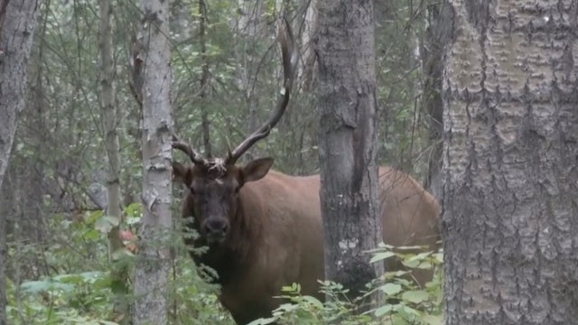 Ryan Kohler's Big Alberta Bull Elk