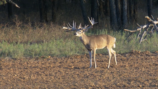 Big Texas Deer Monsters