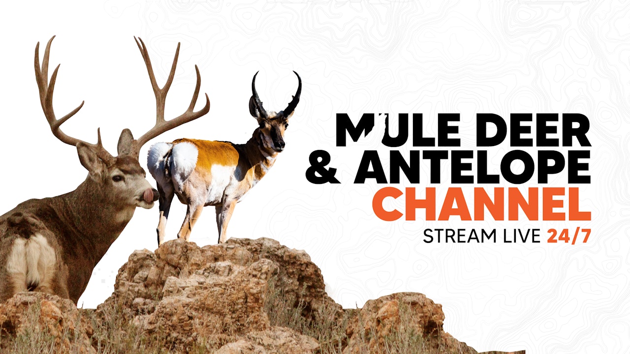 Mule Deer & Antelope Channel