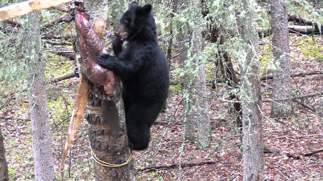 Boone or Bust: Alberta Black Bears