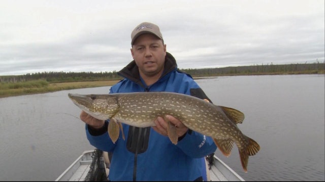 River Walleye from Cree River Lodge