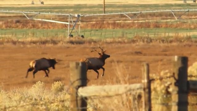 Triple Elk Kill Chaos