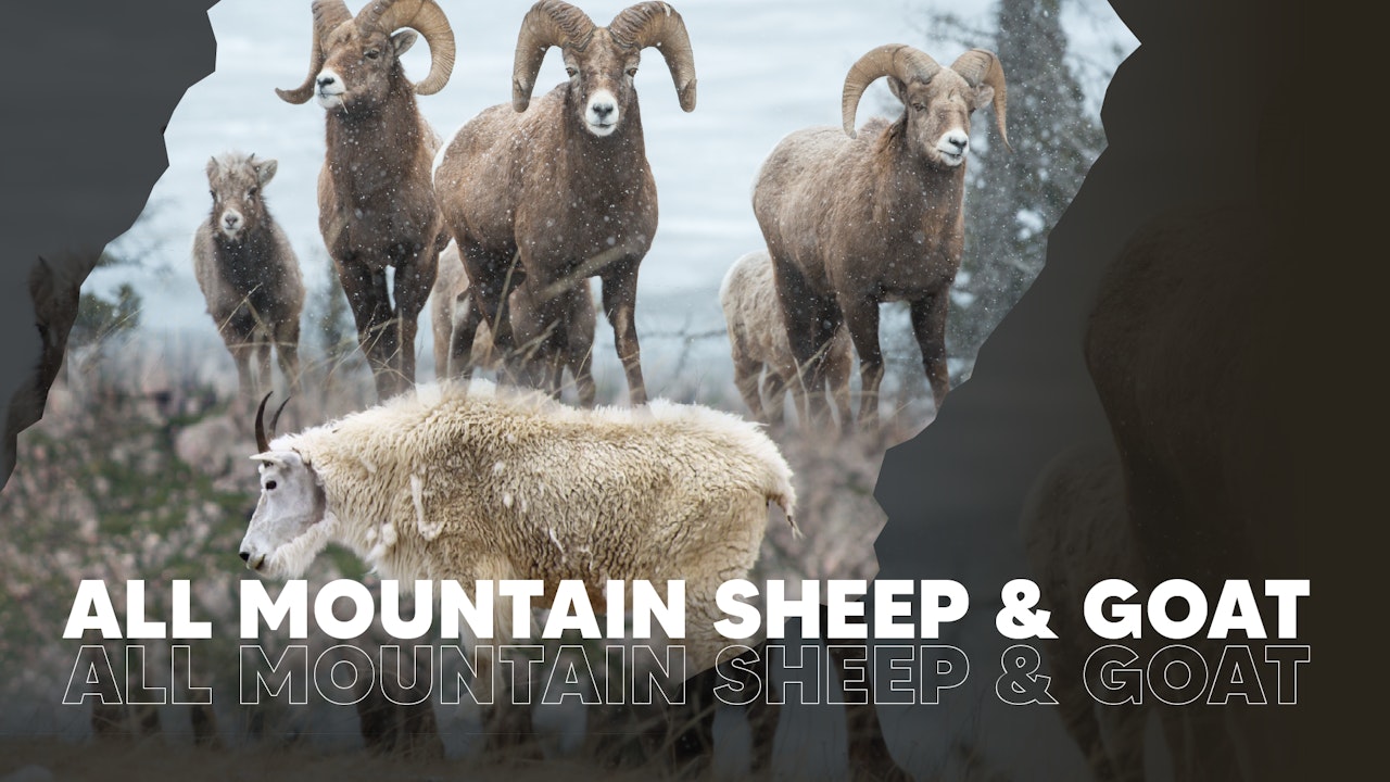 Sheep & Mountain Goat Channel