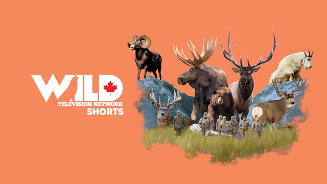 Wild TV Shorts