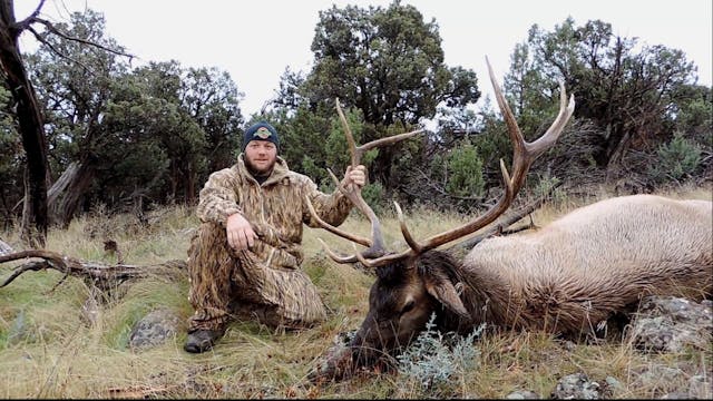 Colorado Elk & Mule Deer