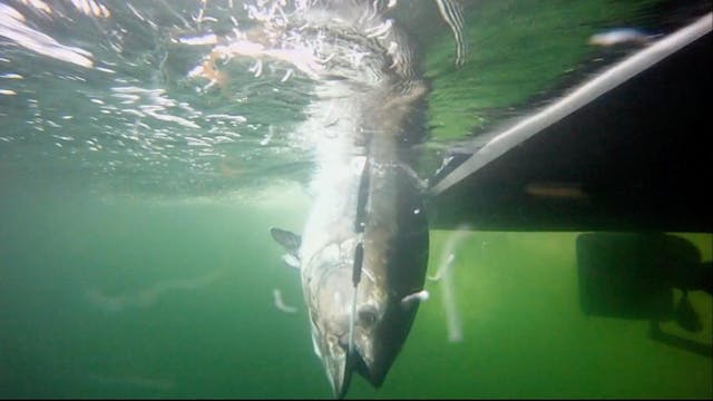 Grander Bluefin Tuna