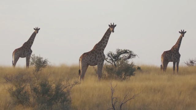Chapungu-Kambako Kalahari Oryx