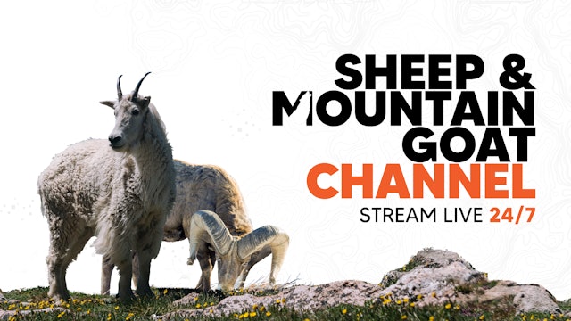 Sheep & Mountain Goat Channel