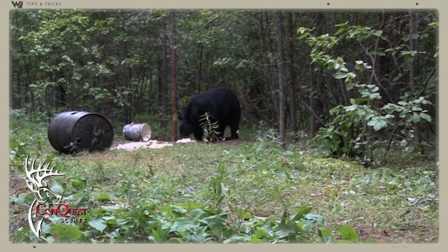 This Is What Will Happen If You Over-Bait Bears