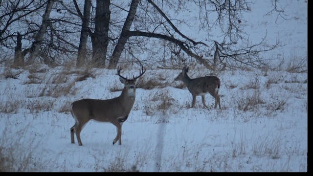 How To Hunt Whitetail