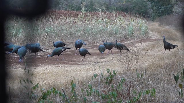 Ocellated Turkeys in Mexico - Part 2
