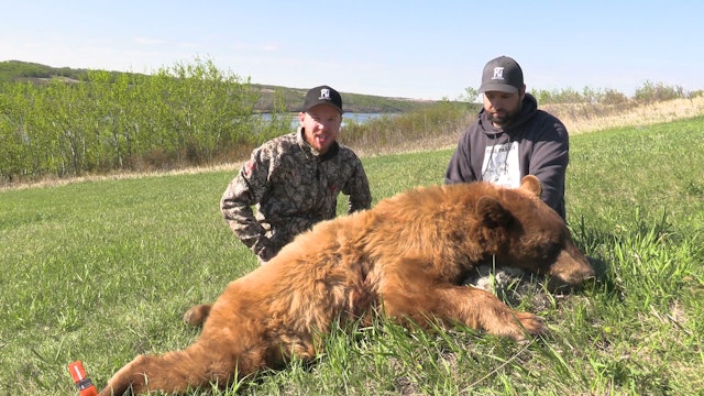 Pure Passion Part 2 : Saskatchewan Black Bears