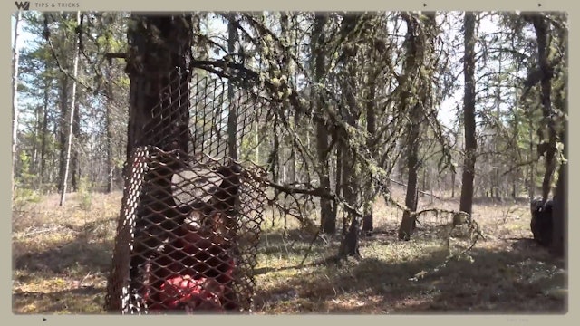 How to Set Up a Beaver Cage for Bear Baiting