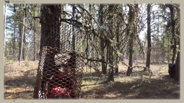 How to Set Up a Beaver Cage for Bear ...