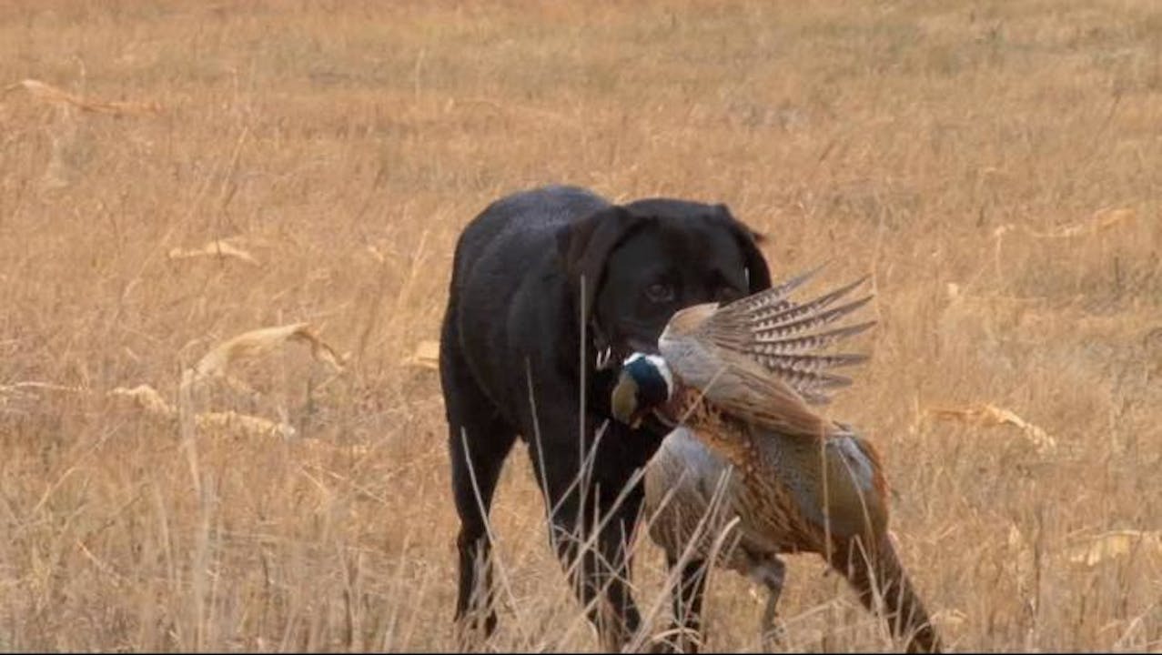 North Dakota Pheasant Season 2 Wild TV+