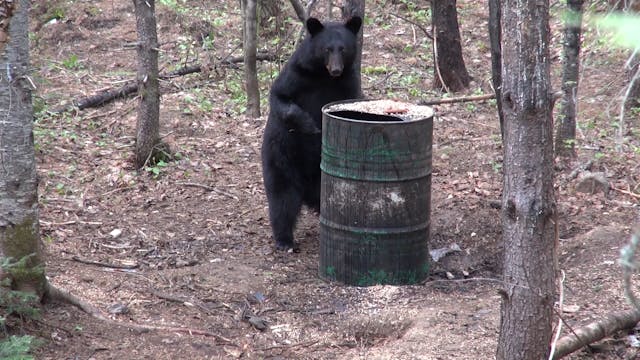 New Brunswick Bear Hunt - Part 1