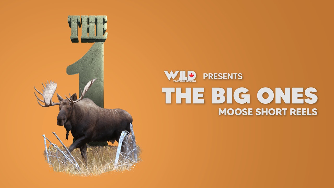 Monster Moose Short Reels