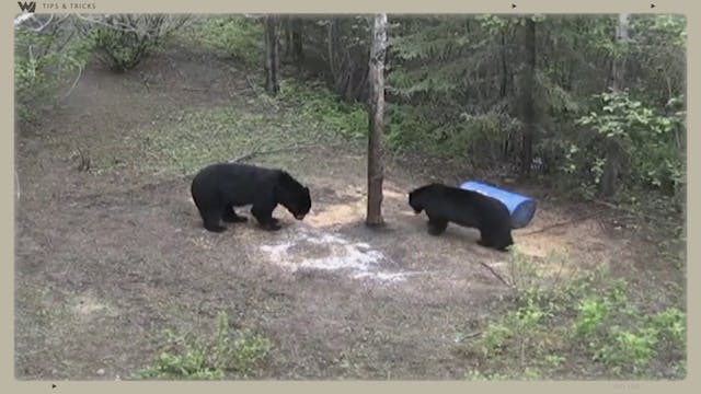 This Sign Tells You Your Bear Bait Is...