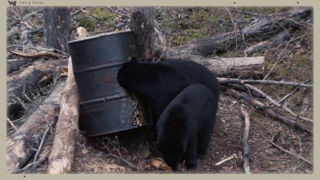 Use This Bait Barrel Tip to Gauge Pope & Young Bears