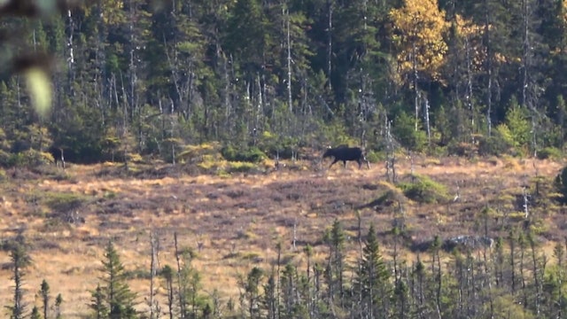 45 Degrees North - Newfoundland Moose Redemption