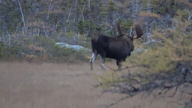 Shane Harte's Newfoundland Moose