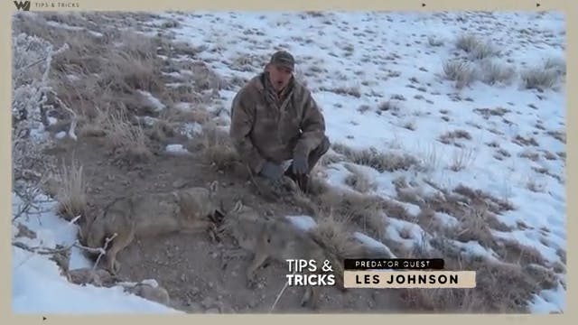 How to Avoid Detection From Coyotes