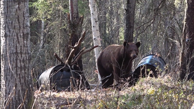 Golden Hour: Alberta Black Bears