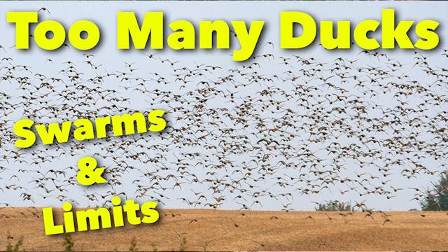 Swarms of Ducks | Alberta Duck Hunt