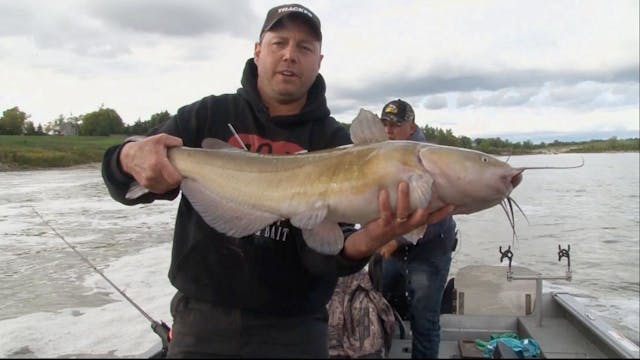Channel Cats with Cat Daddy Fishing