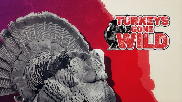 Turkeys Gone Wild