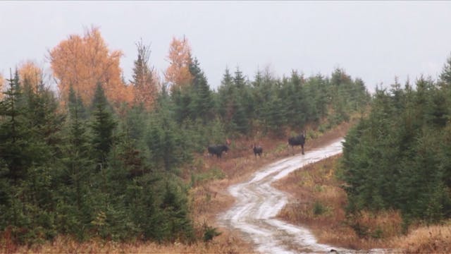 Moose Hunting in Matane Reserve