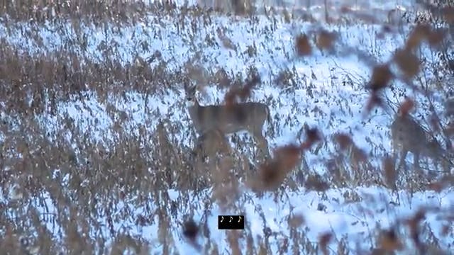 Alberta Deer Hunt