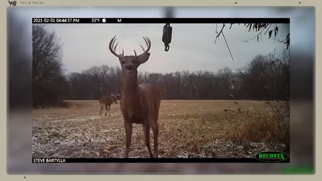 Game Camera Setup: 4 Tips to Ensure You Don't Spook Deer