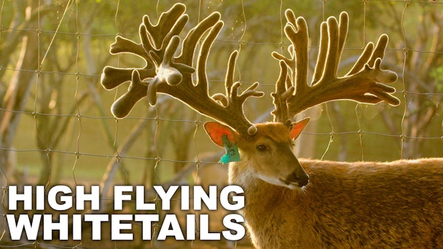 High Flying Whitetails - Lone Hollow Whitetails South