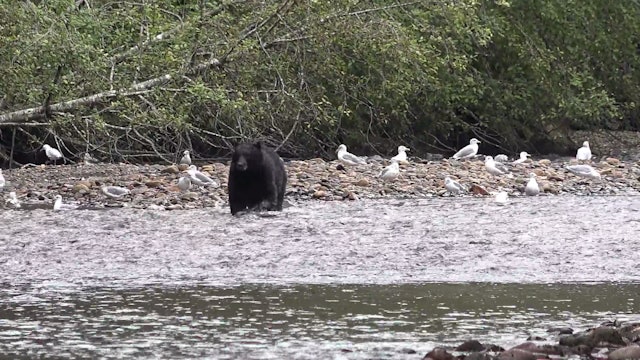 River Bears of Alaska - Part 1