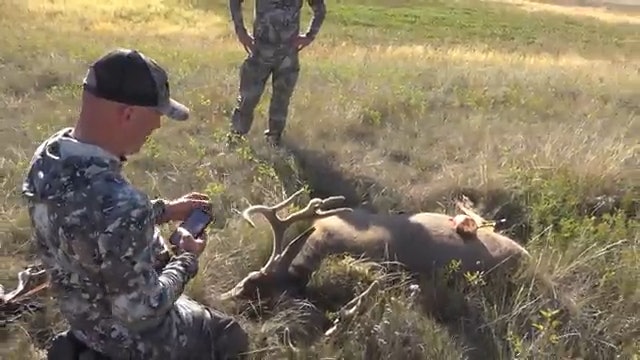 Curtis' Archery Mule Deer Buck