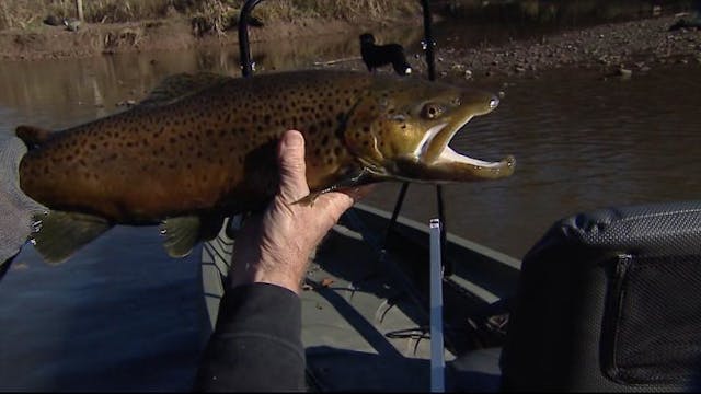 Tributory Migratory Brown Trout
