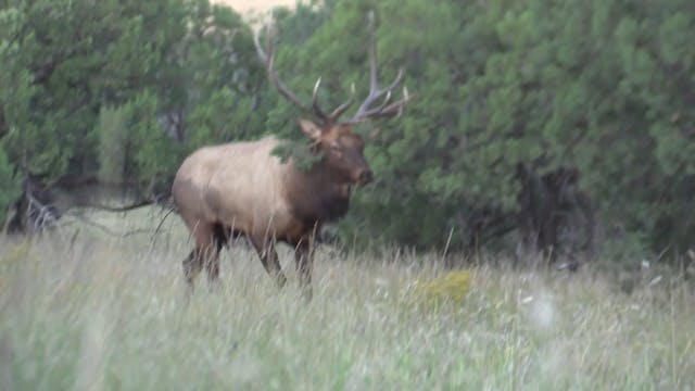 Arizona Archery - Elk Season