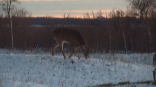 Frigid Bucks Part 2: Saskatchewan Whitetail Deer