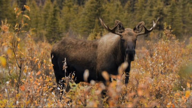 Alaska Moose Part 1