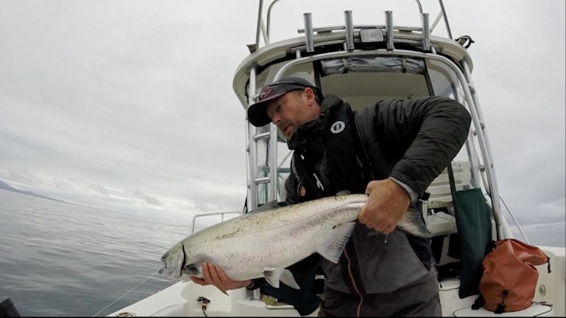 UV Flashers for early Run Chinook