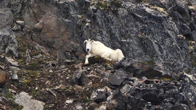 Northern BC Goat Hunt - Part 1