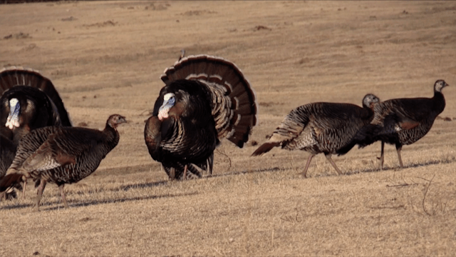 Nebraska Turkey Hunt - Part 1