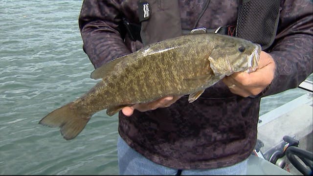 Great Lakes River Smallmouth, ON