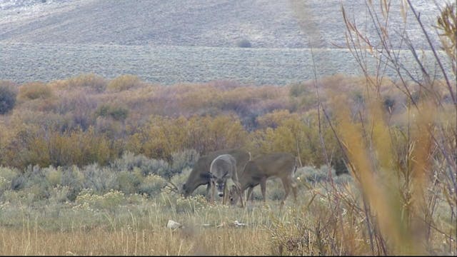 Idaho Whitetail & Elk